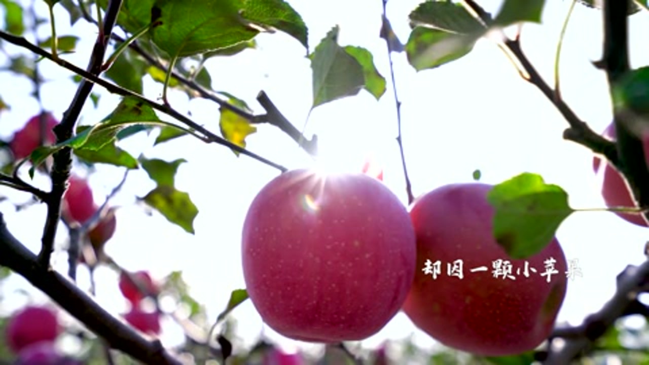 陕果集团宣传片